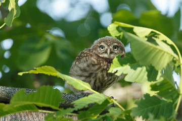 Little owl in nature in late sunlight