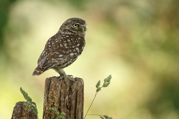 Little owl in nature in late sunlight
