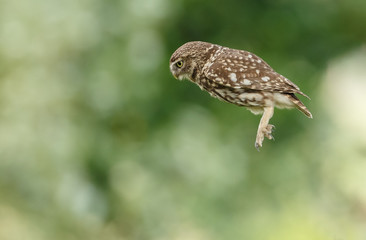 Little owl in nature in late sunlight