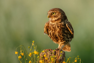 Little owl in nature in late sunlight
