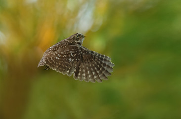 Little owl in nature in late sunlight