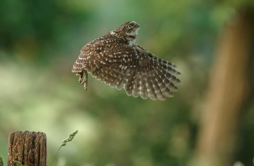 Little owl in nature in late sunlight