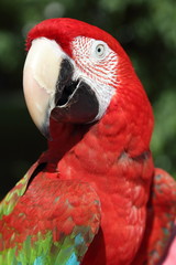 Parrot ARA