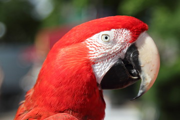 Parrot ARA