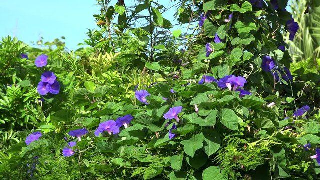 Dense thickets of Morning glory blue flowers (Convolvulaceae). Bermuda