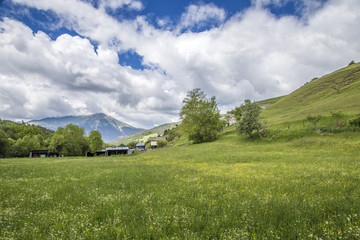 Fototapeta premium meadow near le Vernet at col de Mariaud