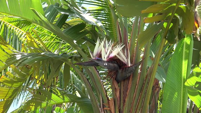 Flower of Giant White Bird of Paradise palm (Strelitzia nicolai).
