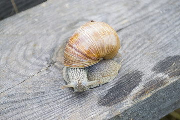 snail on a wooden board
