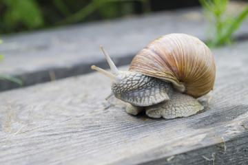 snail on a wooden board
