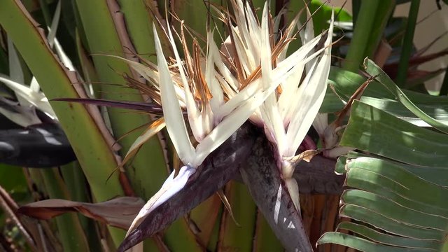 Flower of Giant White Bird of Paradise palm (Strelitzia nicolai).