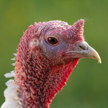 Puter in der Balz / Turkey in the mating season