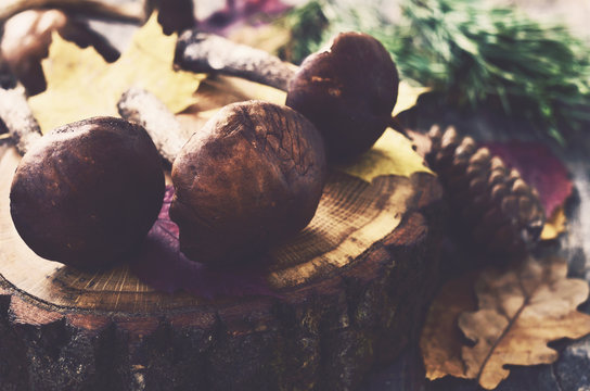Mushrooms on wooden snag