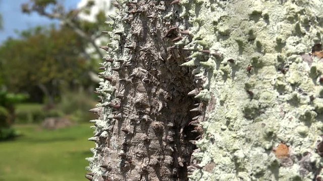 Dynamite tree cheap