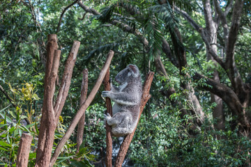 koalabär im eukalyptusbaum, australien