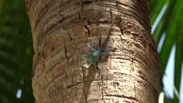 Male of Turquoise anole lizard (Anolis grahami) displaying dewlap to attract females. Bermuda