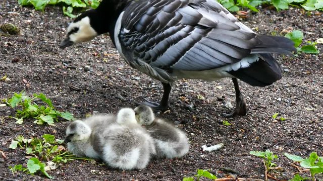 A barnacle geese mother sitting on and hiding her babies