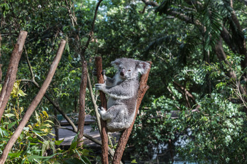 koala in a eucalyptus tree, australia
