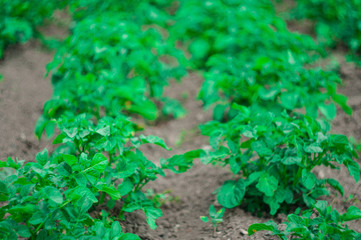 Potato bushes in the garden