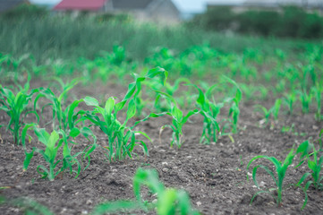 Corn in the garden