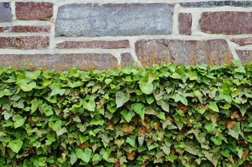 Ivy covered stone wall