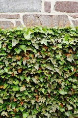Ivy covered stone wall