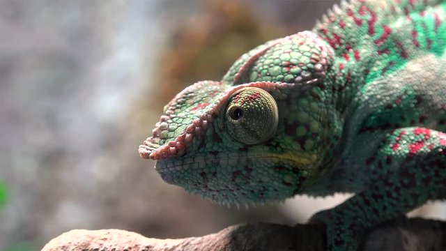 Madagascar Chameleon closeup.