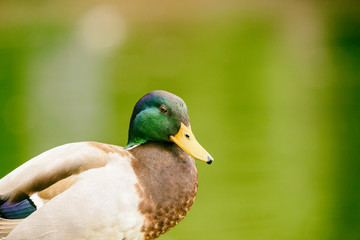 Wild Duck Portrait Close Up
