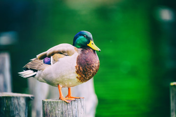 Wild Duck Portrait Close Up
