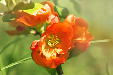 The red flowers of the Japanese quince lit with the sun  right