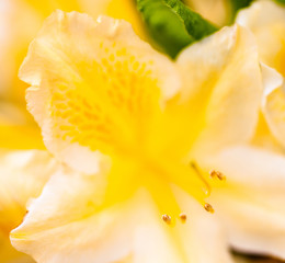 Rhododendron yellow flower