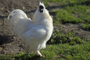 La Poule-Soie, anciennement Nègre-soie est une race de poule