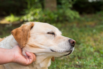 Ritratto di labrador retriever