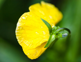 Yellow pansy flower (Viola tricolor)