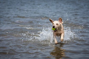 Spanish Water Dog