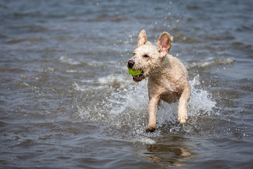 Spanish Water Dog