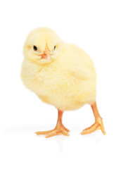 Small yellow chicken isolated on white