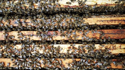 beekeeping