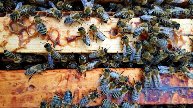 beekeeping