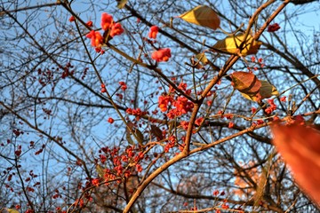 Mountain ash tree