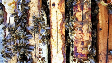 beekeeping © muro