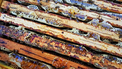 beekeeping