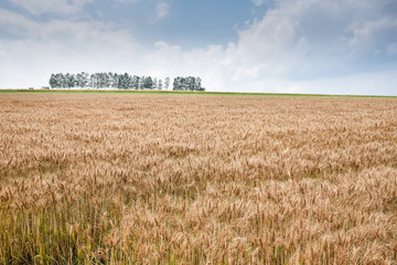 Naklejka premium Barley field in Sapporo Japan
