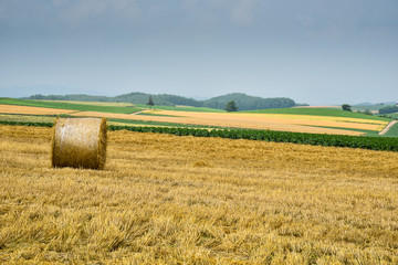 Barley field in Sapporo Japan