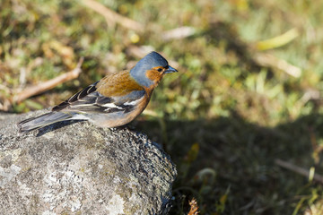 Chaffinch.