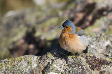 Chaffinch.