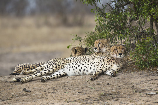 Three cheetahs lying side by side