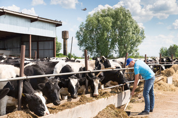 man farmer working on farm with dairy cows