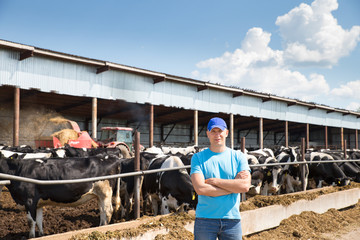 man farmer working on farm with dairy cows