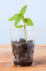 Bean seedling