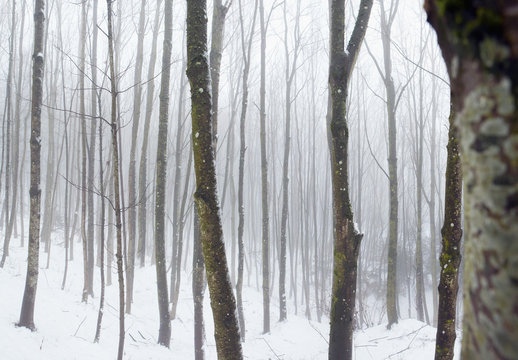 Hazy winter forest